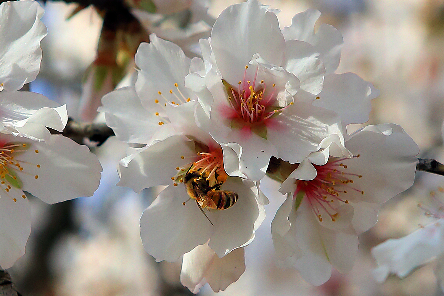Almond flower with a Bee